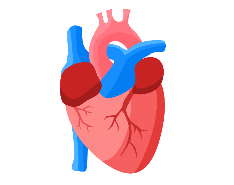Anatomical heart for the Medical Copywriting Playbook